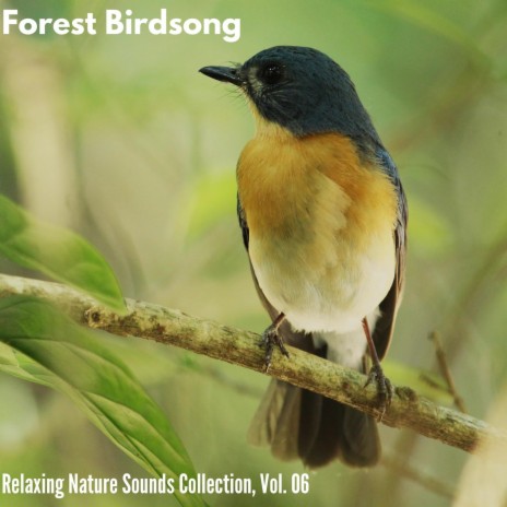 Prolific Coniferous Forest Morning | Boomplay Music