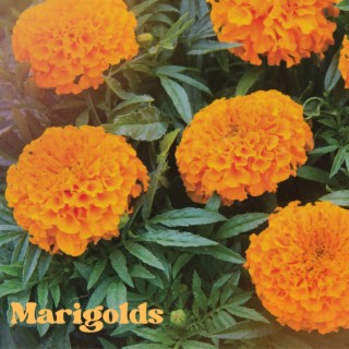 Marigolds