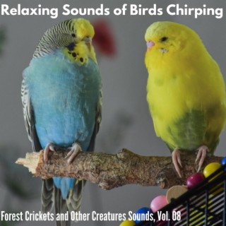 Relaxing Sounds of Birds Chirping - Forest Crickets and Other Creatures Sounds, Vol. 08