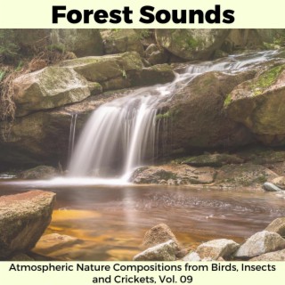 Forest Sounds - Atmospheric Nature Compositions from Birds, Insects and Crickets, Vol. 09