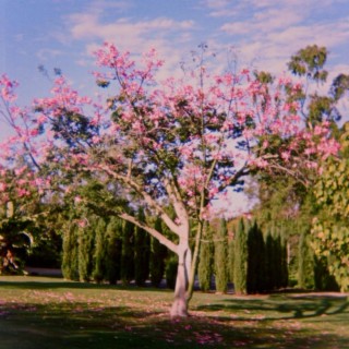 By The Blossom