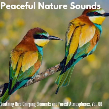 Noble Coniferous Forest Morning | Boomplay Music