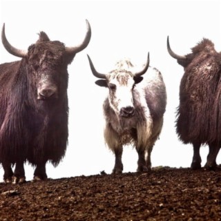 Yaks