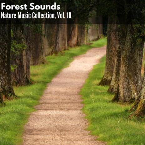 Mighty Coniferous Forest | Boomplay Music