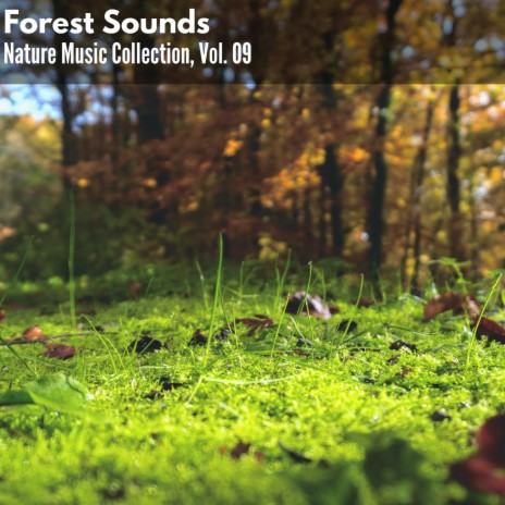 Alone in Coniferous Forest Rain | Boomplay Music