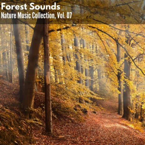 Vigilant Deciduous Forest East Insects Chorus Night Owls | Boomplay Music