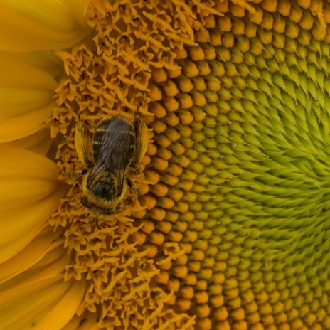 Pollen