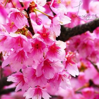 Cherry blossoms