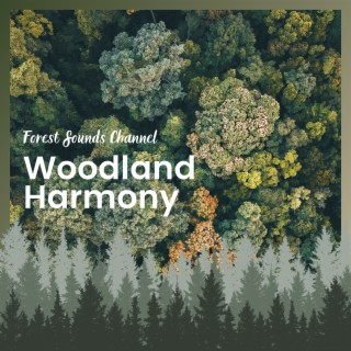 Woodland Harmony: Calming Forest Melodies