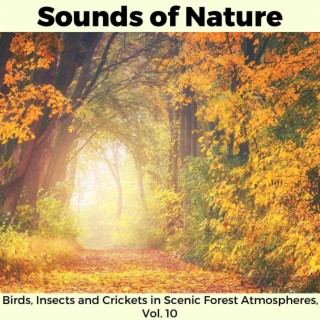 Sounds of Nature - Birds, Insects and Crickets in Scenic Forest Atmospheres, Vol. 10