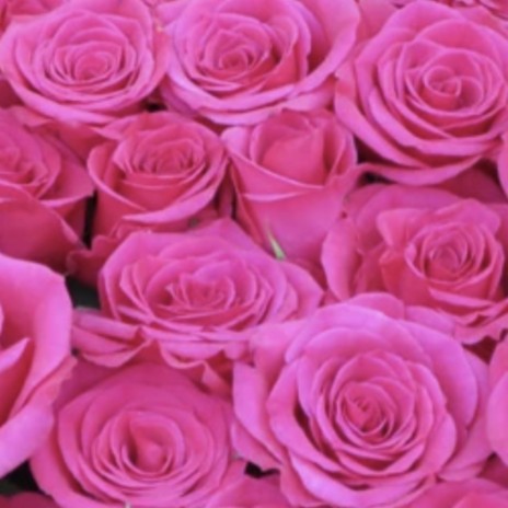 Pink Roses 2