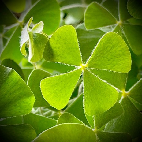 Lucky Clover