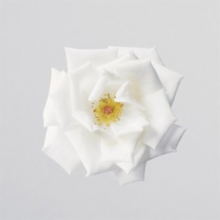 White Rose