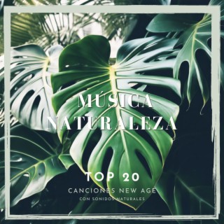 TOP 20 Música Naturaleza - Canciones New Age con Sonidos Naturales de Bosque, Agua y Aves