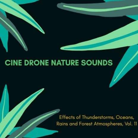Cine Drone Forest Rain