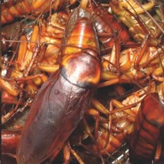 Cockroach