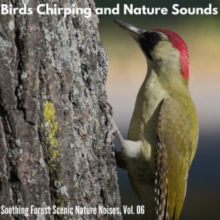 Birds Chirping and Nature Sounds - Soothing Forest Scenic Nature Noises, Vol. 06