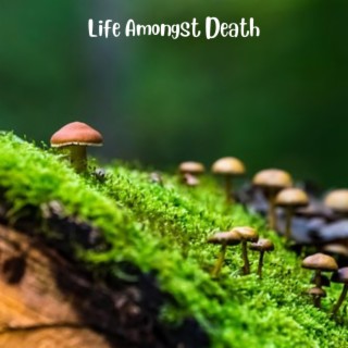 Life Amongst Death