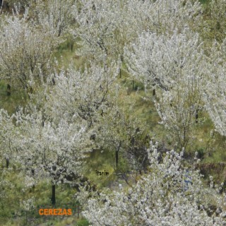 Cerezas