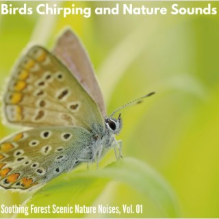Birds Chirping and Nature Sounds - Soothing Forest Scenic Nature Noises, Vol. 01