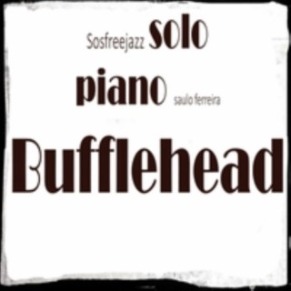 Bufflehead Sosfreejazz