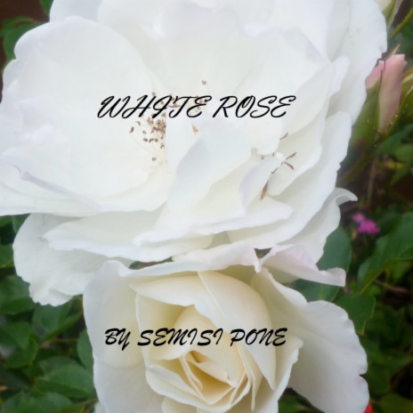 White Rose | Boomplay Music