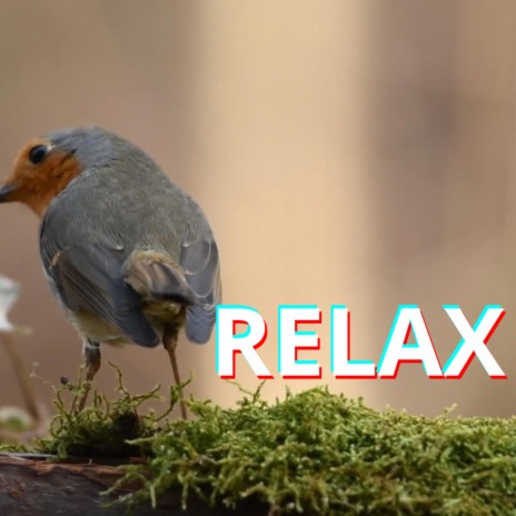 Relaxation music | Boomplay Music
