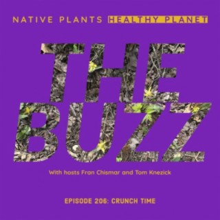 The Buzz - Crunch Time