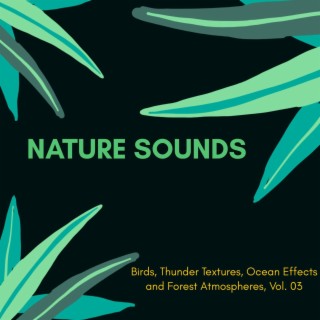 Nature Sounds - Birds, Thunder Textures, Ocean Effects and Forest Atmospheres, Vol. 03