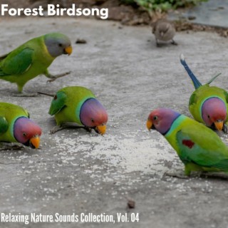 Forest Birdsong - Relaxing Nature Sounds Collection, Vol. 04