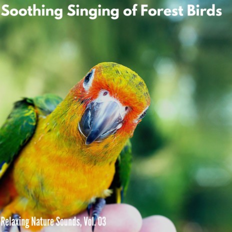 Twittering Bird Songs | Boomplay Music