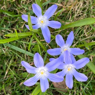 Sexy Flowers