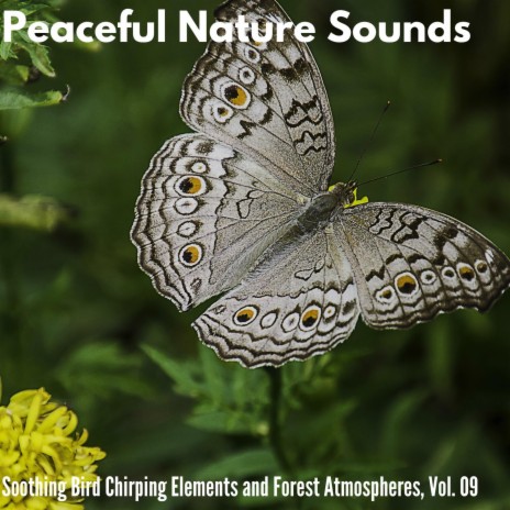 Discreet Natural Silence | Boomplay Music