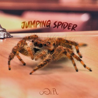 Jumping Spider