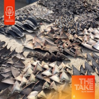 Tracing the illicit trail to shark fin soup