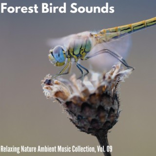 Forest Bird Sounds - Relaxing Nature Ambient Music Collection, Vol. 09