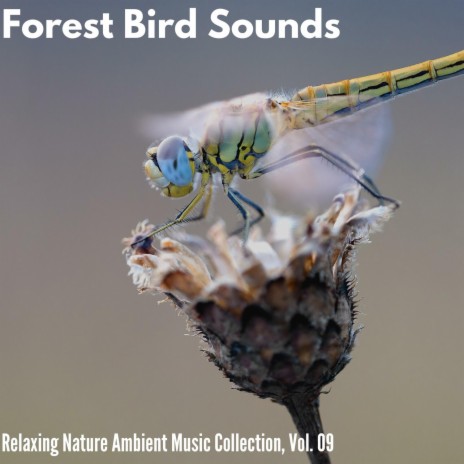Classical Bird Sound | Boomplay Music