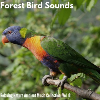 Forest Bird Sounds - Relaxing Nature Ambient Music Collection, Vol. 01