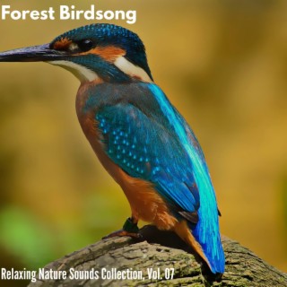 Forest Birdsong - Relaxing Nature Sounds Collection, Vol. 07