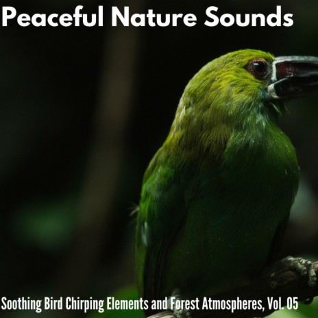 Daek Forest Birds | Boomplay Music