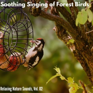 Soothing Singing of Forest Birds - Relaxing Nature Sounds, Vol. 02