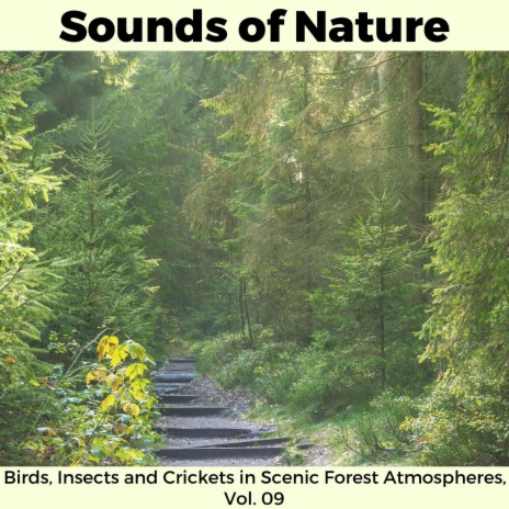 Forest Midday Gentle Melodies | Boomplay Music