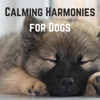 Calming Harmonies For Dogs