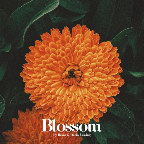 Blossom ft. Dario Lessing | Boomplay Music