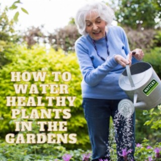 How to Water Healthy Plants in the Gardens