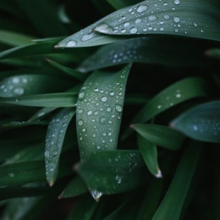 Healing Rain - Rain Ambience For Sleep & Meditation