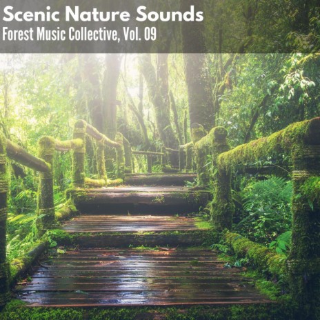 Ancient Coniferous Forests | Boomplay Music