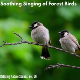 Soothing Singing of Forest Birds - Relaxing Nature Sounds, Vol. 06