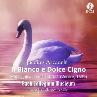 Il Bianco e Dolce Cigno