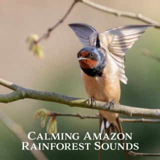 Calming Amazon Rainforest Sounds – Bird Sing, Wind Blowing, Plant Moves & Stream Relaxing Tunes